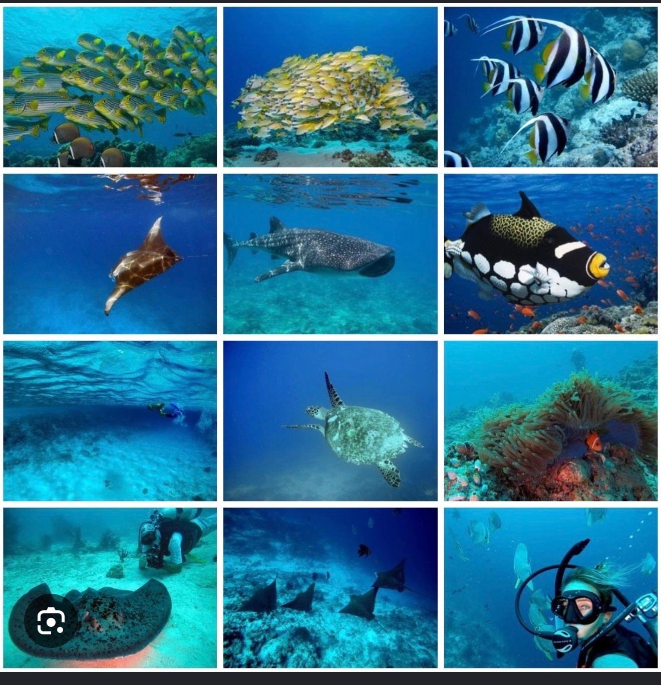 Snorkeling Tour